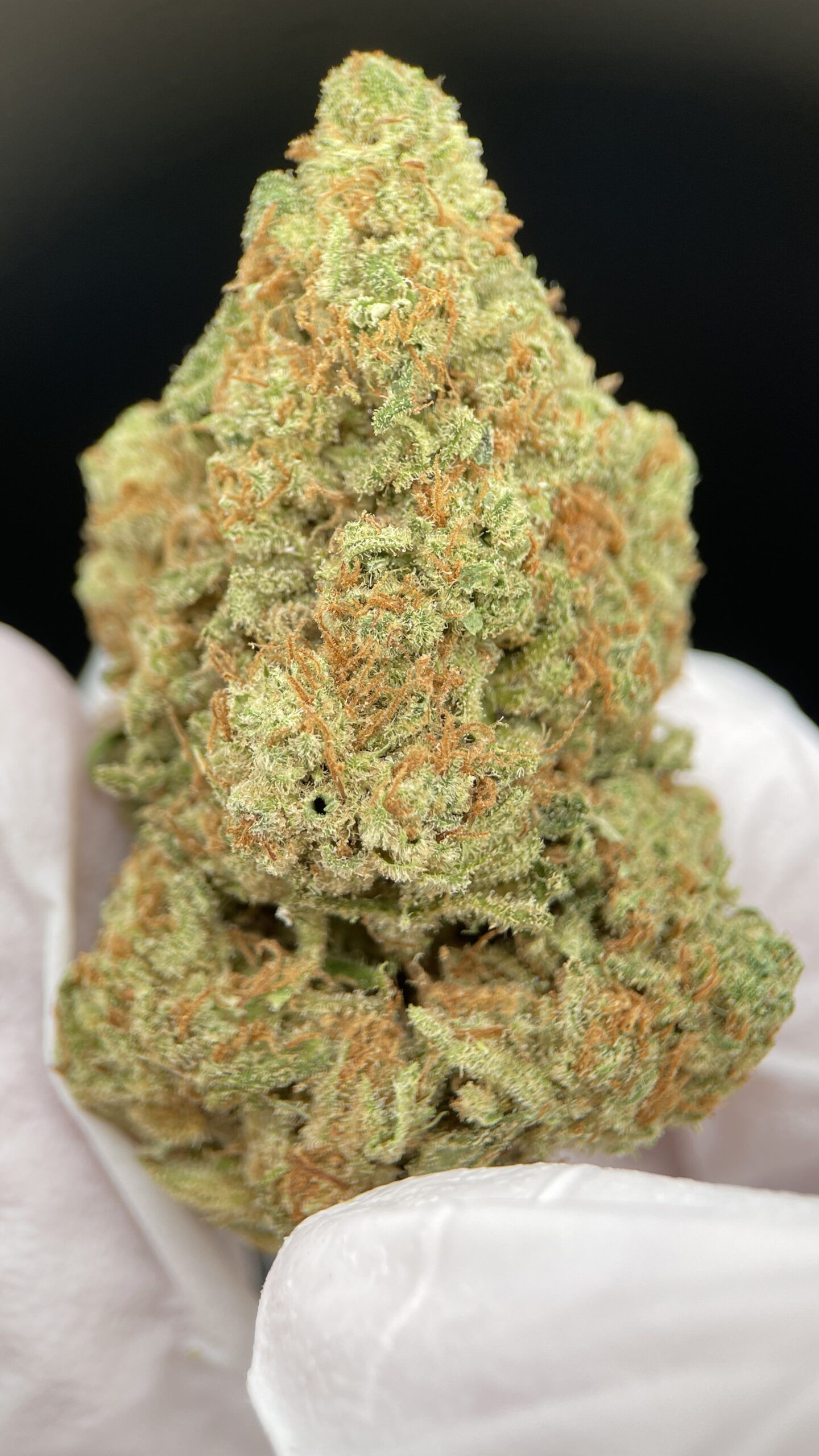 Mano enguantada mostrando Amnesia Haze