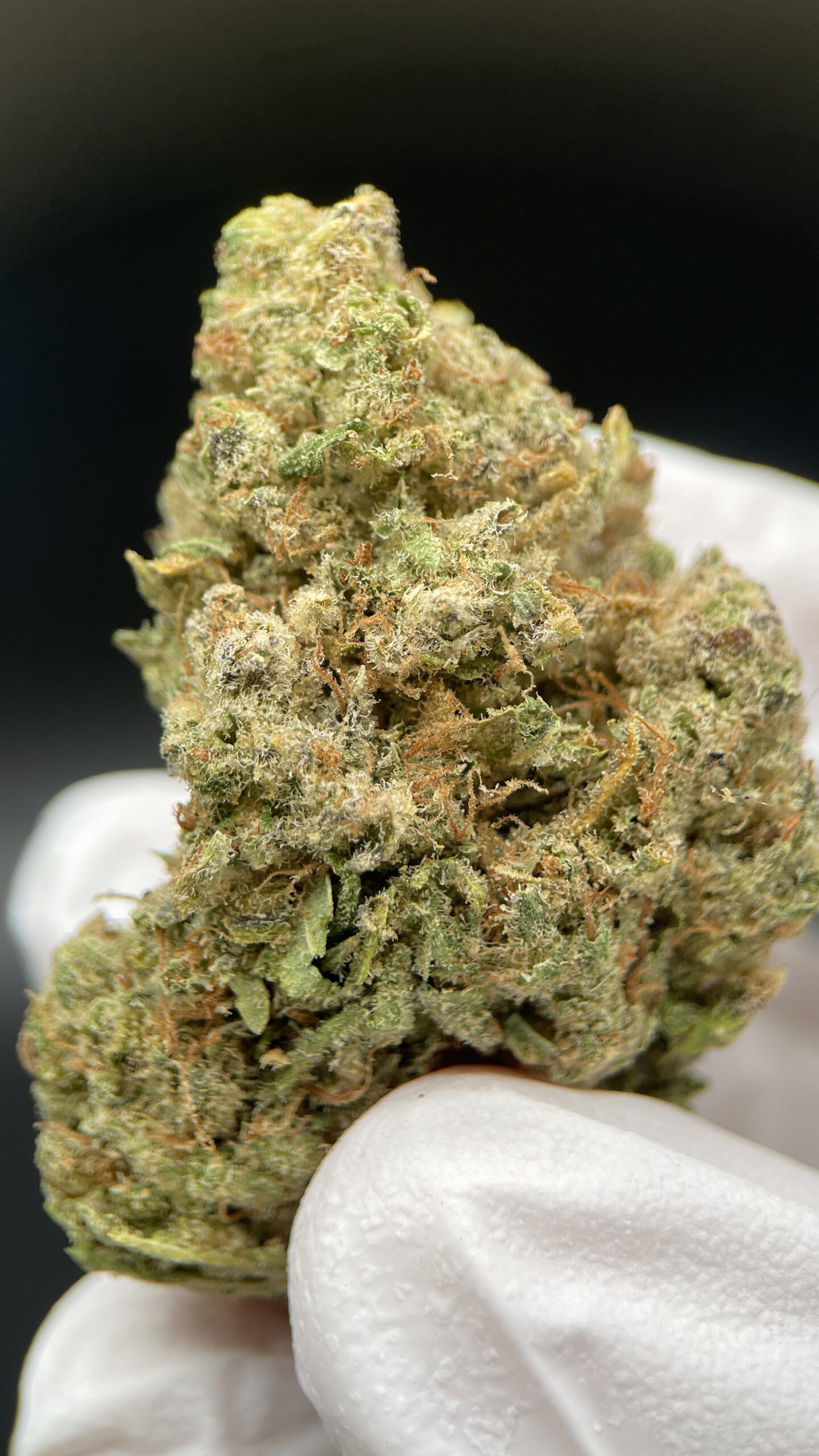 Northern lights CBD Interior