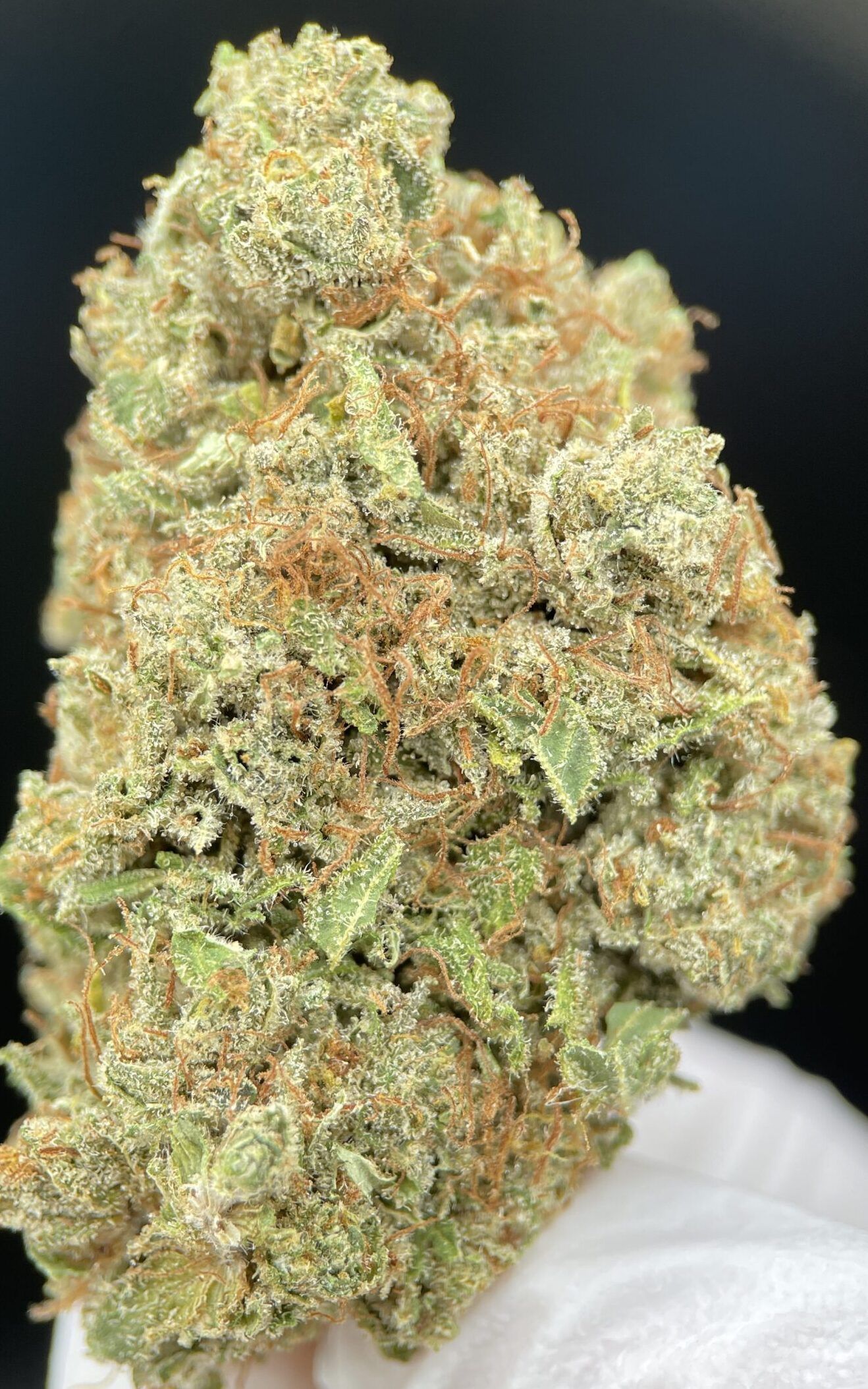 Apple Fritter CBD