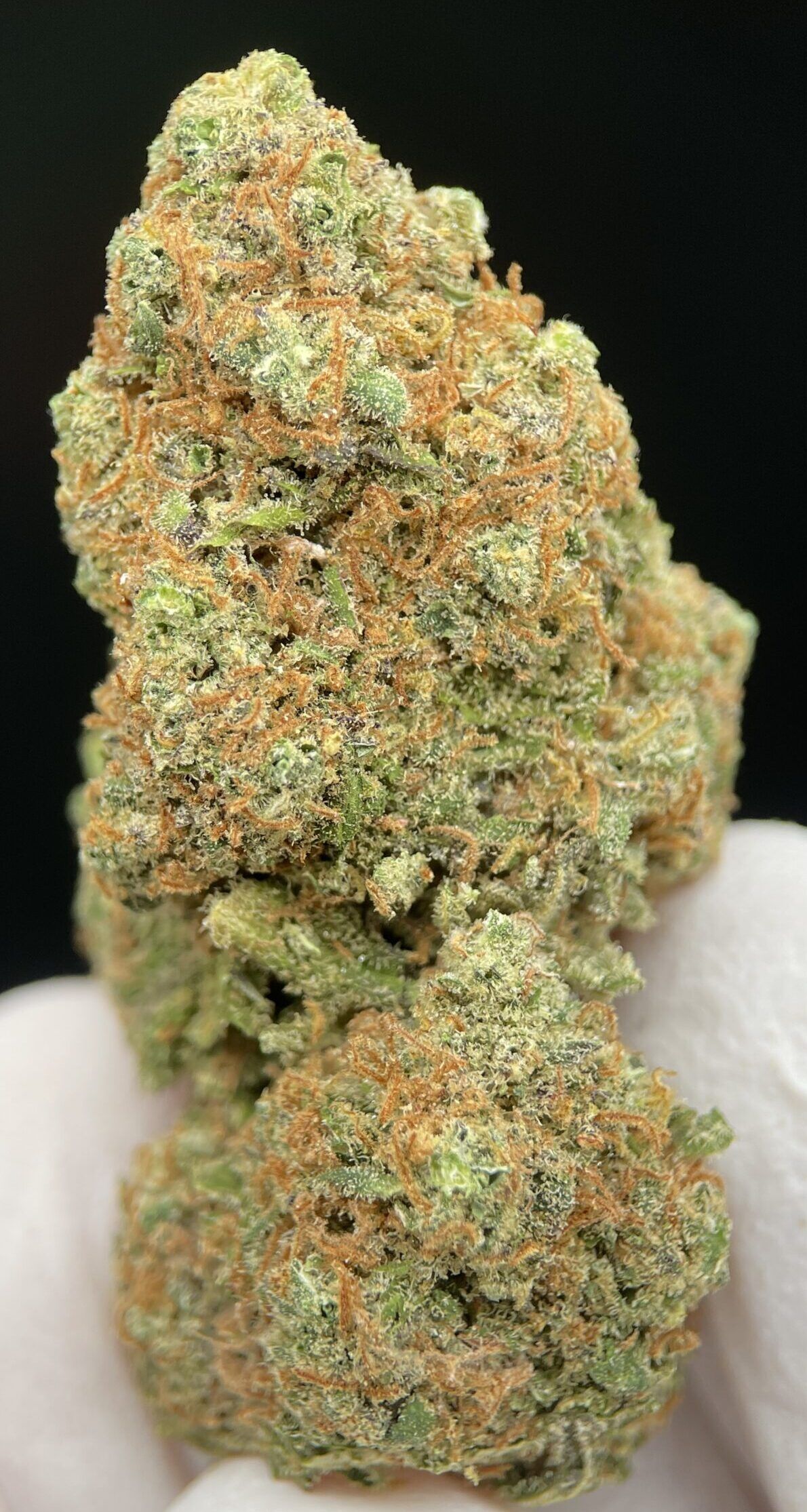 Girl Scout Cookies CBD Interior