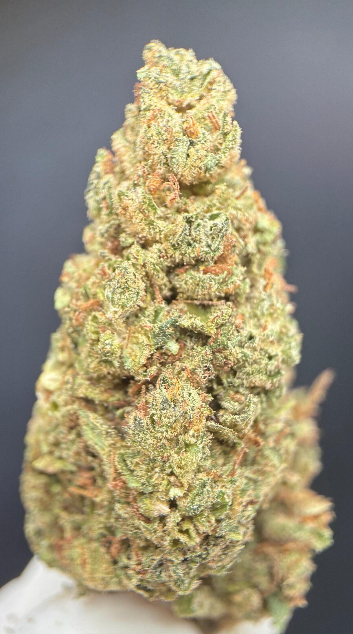 Royal Cheese CBD